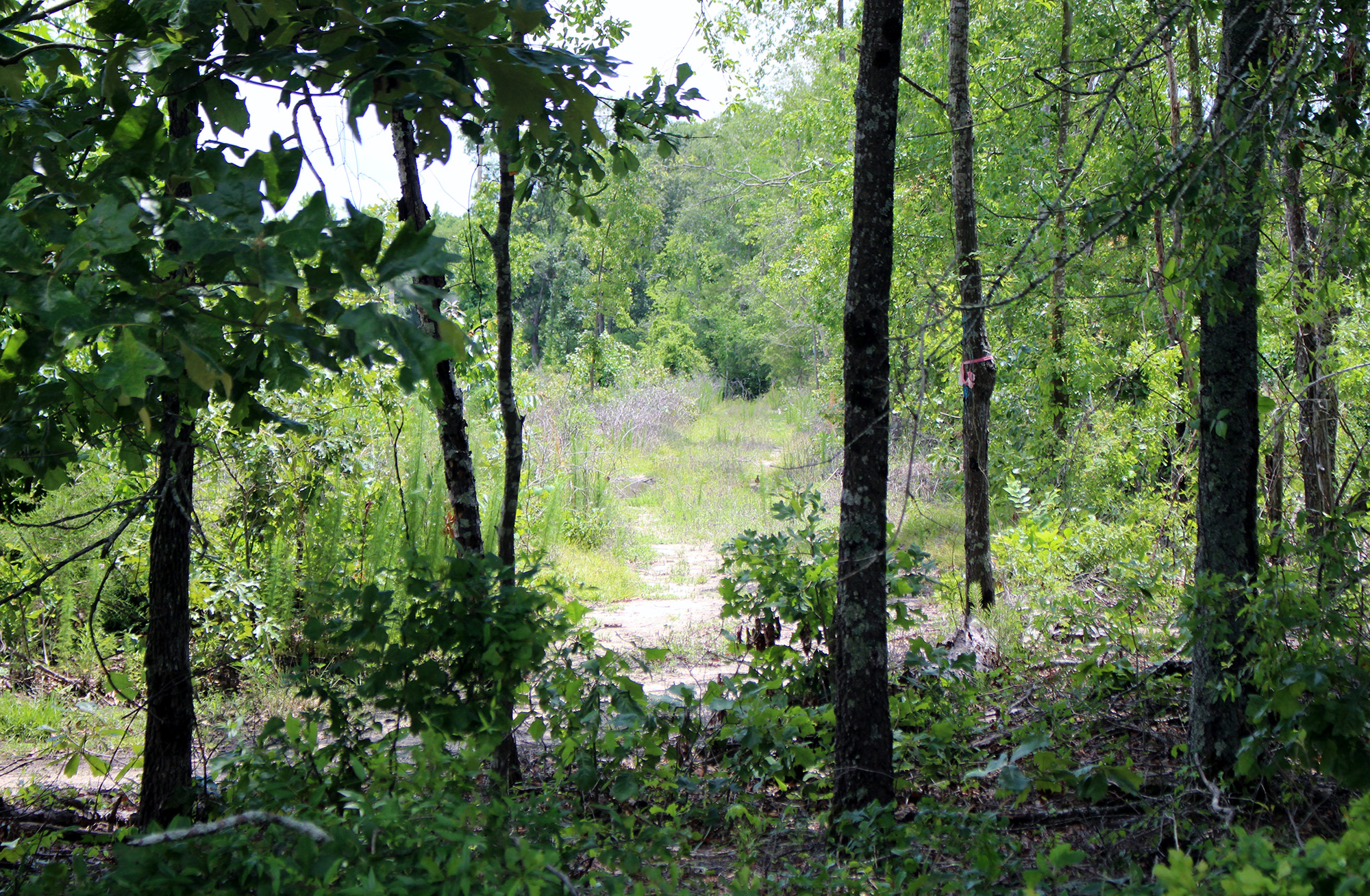 Radeker Tract Timberland & Plantations For Sale in SC/GA